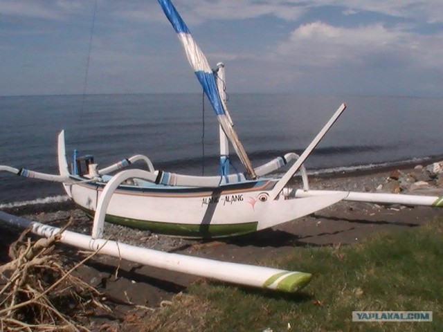 Они живут только 40 лет