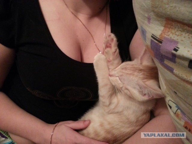 Котовторник  19.03.2013
