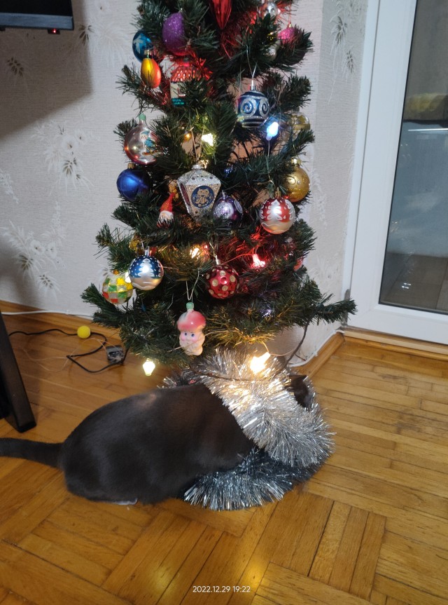 Даёшь котов в этот вторник!