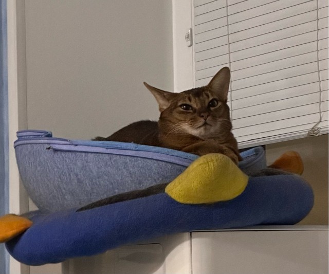 Котовторник 17.01.23