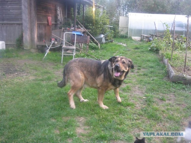 Жизнь домашнего приюта для котеек 431