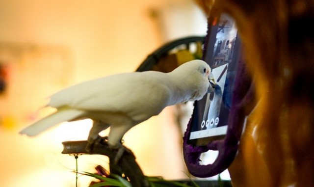 15 попугаев общались между собой по видеосвязи в эксперименте ученых Шотландского Университета