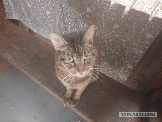 Жизнь домашнего приюта для котеек 455
