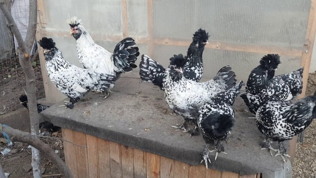 Как мы страусов эму меняли