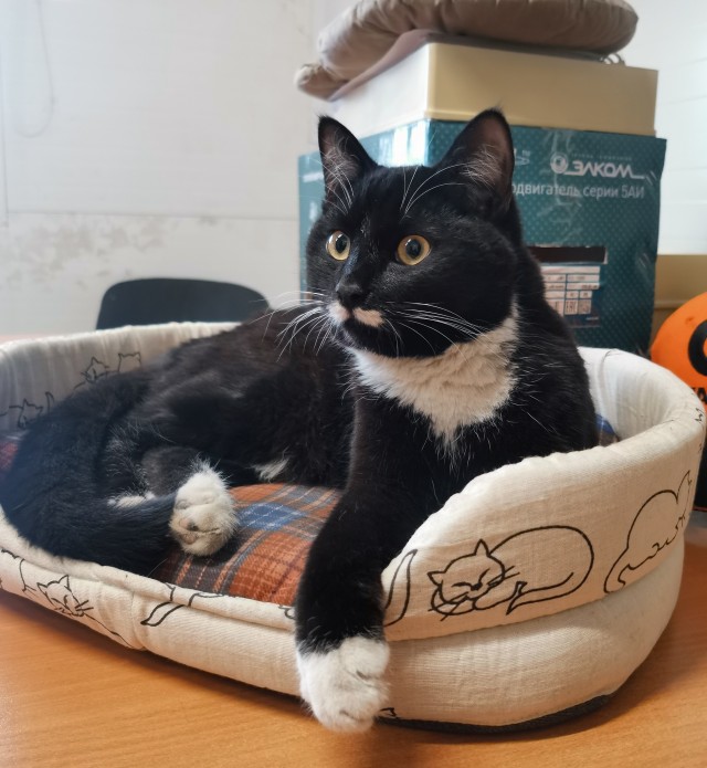 Реакция котёнка, когда он впервые в жизни увидел птицу