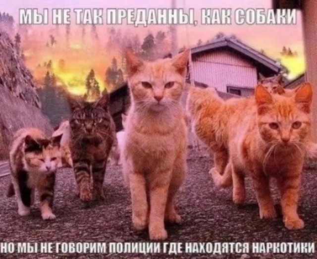 Приколы с налетом деградации