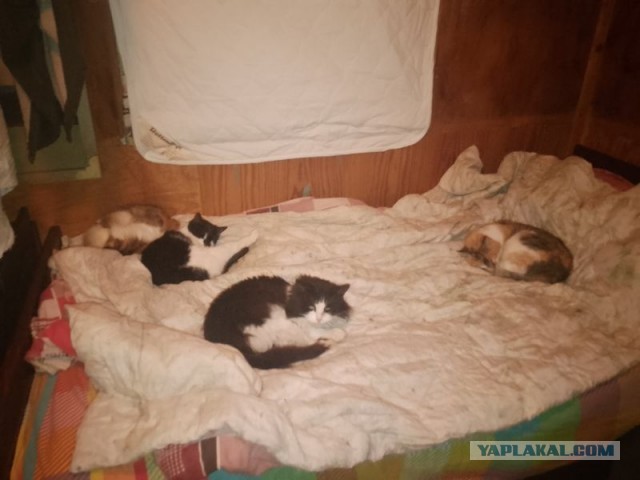 Жизнь домашнего приюта для котеек 478