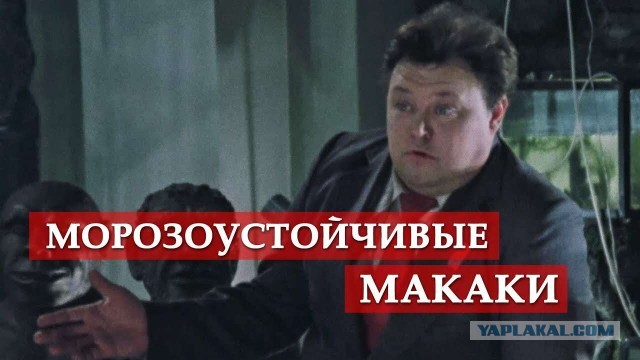 Отключили WhatsApp и Telegram из-за того, что таджики убили якута