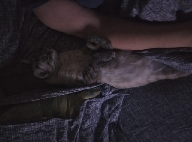Когда кот - твоя родственная душа