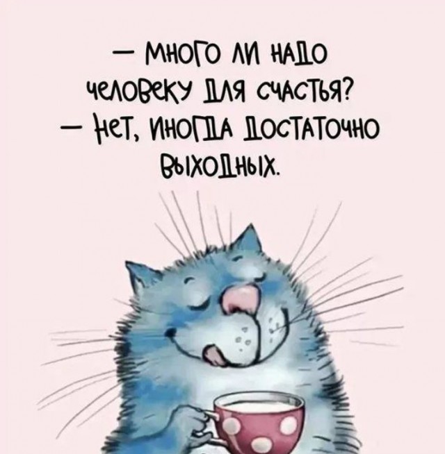 Жизнь домашнего приюта "Котоленд" 431
