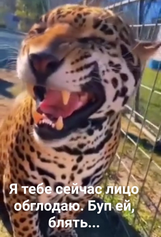 Когда желание сделать котику "буп" настолько велико...