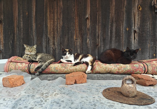 Деревенская кошка