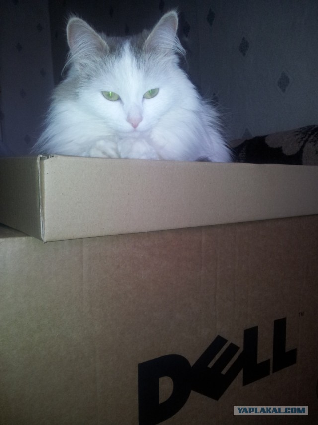 Котовторник 21.05.2013