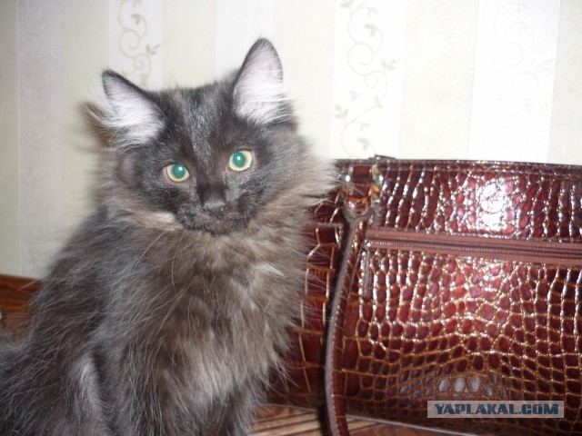 Котовторник 21.05.2013