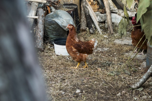 В России хотят ужесточить условия разведения кур и гусей