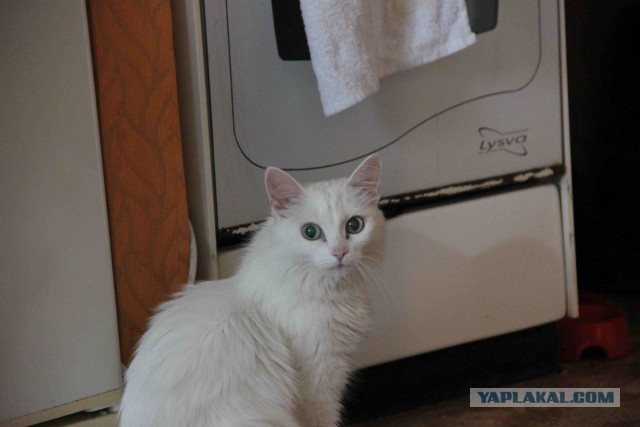 Как я подобрал котэ