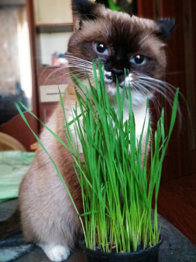 Мой котеич