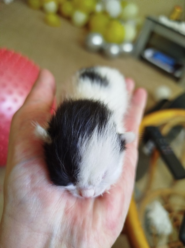 Неожиданный котовторник