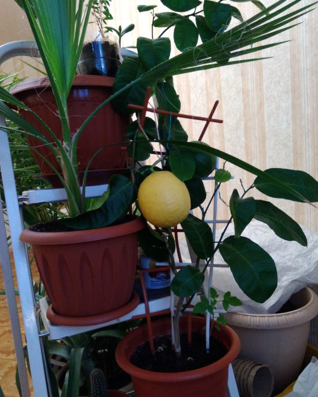 26 интересных фактов о лимонах