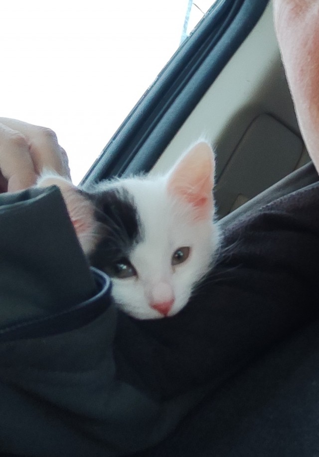 А котовторник уже пришёл?