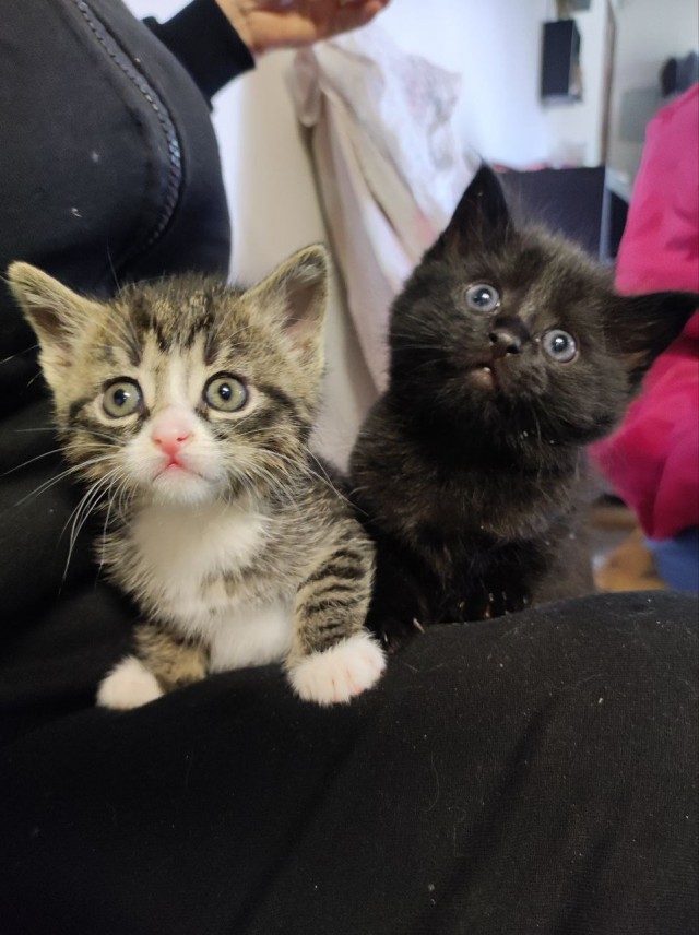 Добрый мужик приютил двух котят⁠. Ну как приютил, у него выбора не было просто