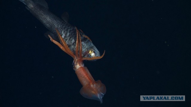 Gonatus onyx атакует