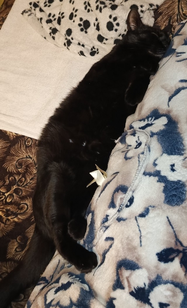 Котовторник снова!
