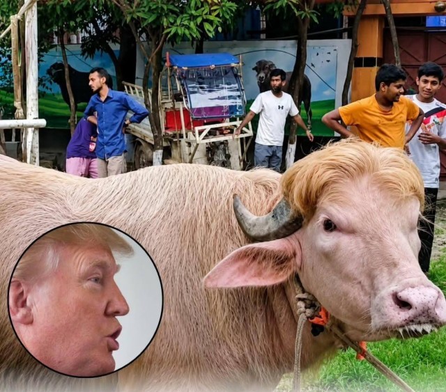 Спасение буйвола Дональда Трампа