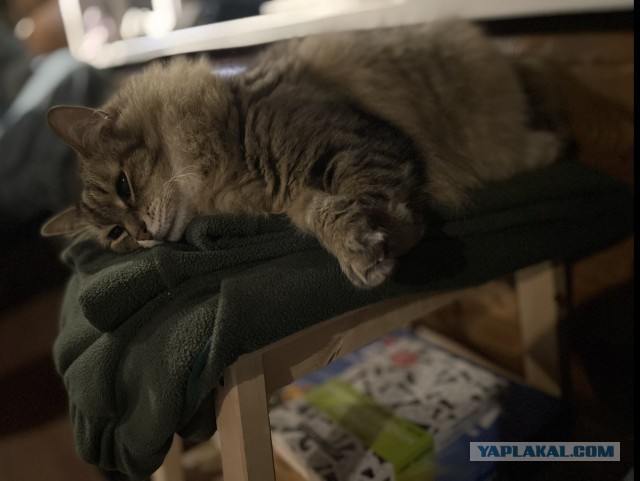 Очередной котовторник