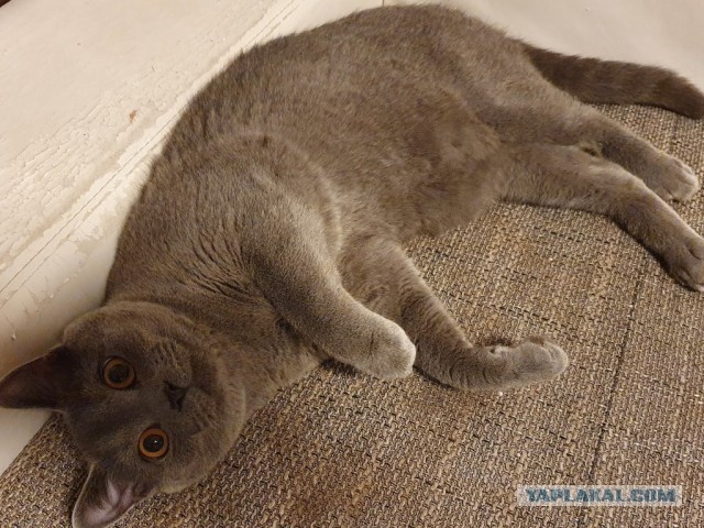 Очередной котовторник