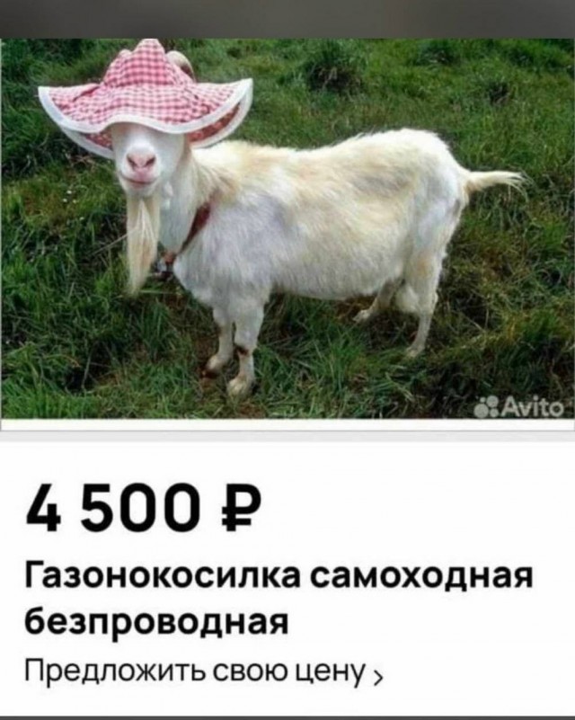 Веселые картинки в понедельник (12.10)