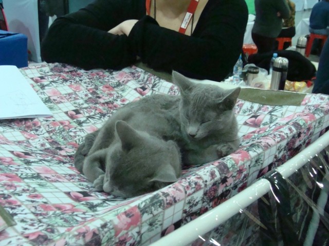 Выставка кошек. Котовторник