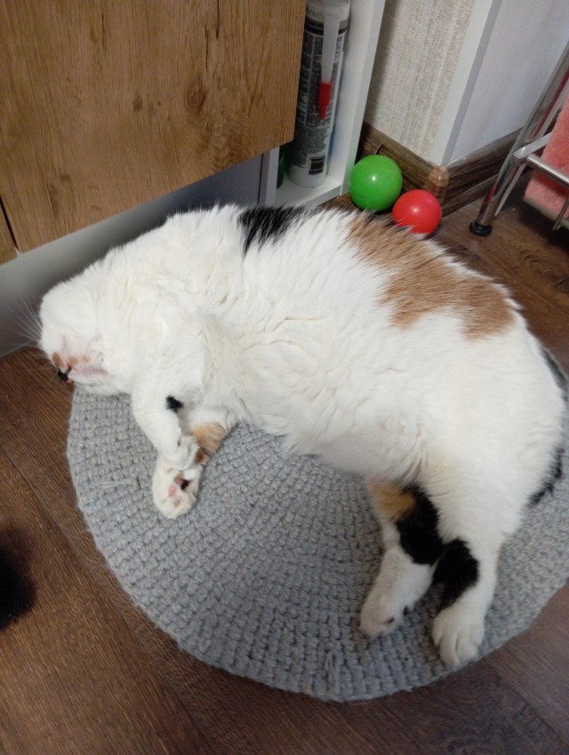 К-котовторник