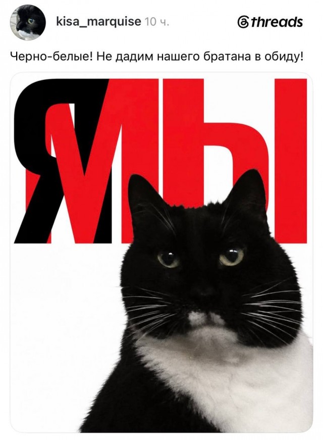 В интернете спорят из-за кота с «огромной круглой головой», который в итоге собрал армию фанатов
