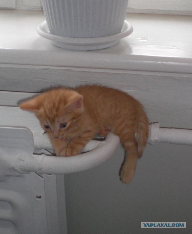 Котовторник 22.10.2013