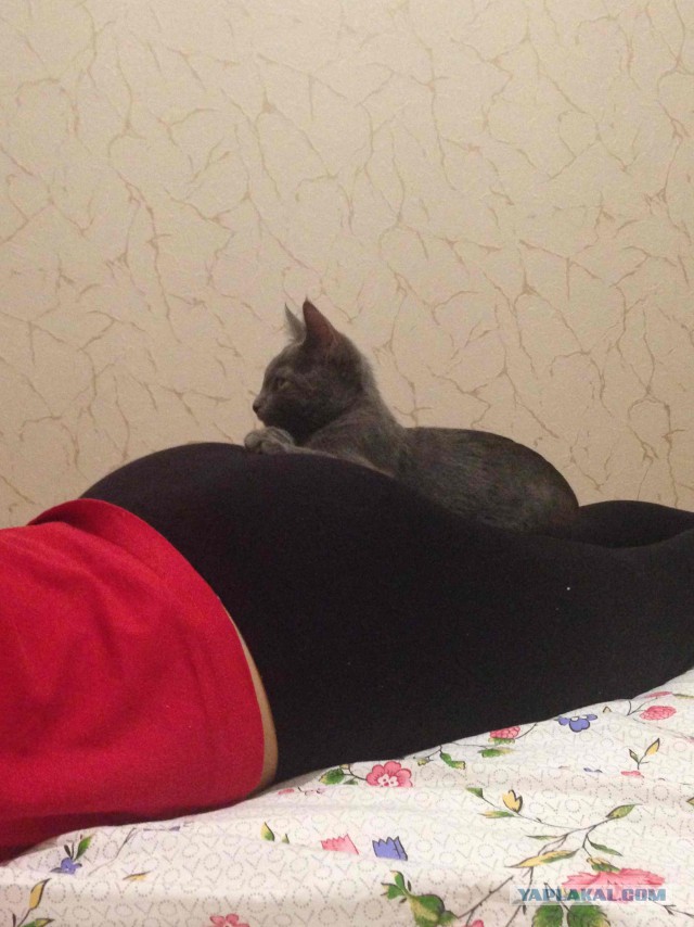 Породы кошек. Часть 1