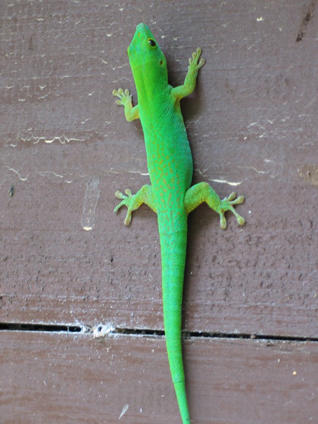 Как я съездил на Сейшелы