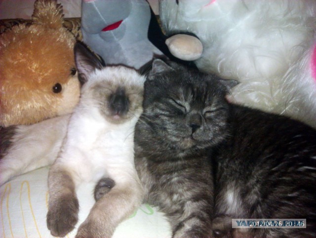 Котовторник 22.04.2014