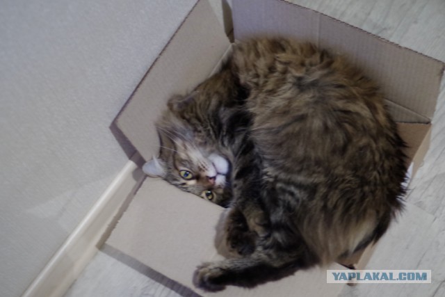 Котовторник 26.08.14.