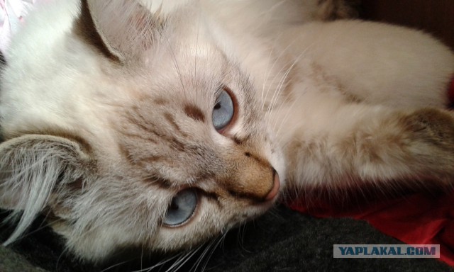 Котовторник 28.10.2014