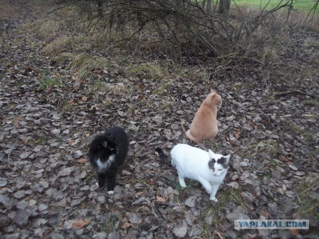 Жизнь домашнего приюта для котеек 36