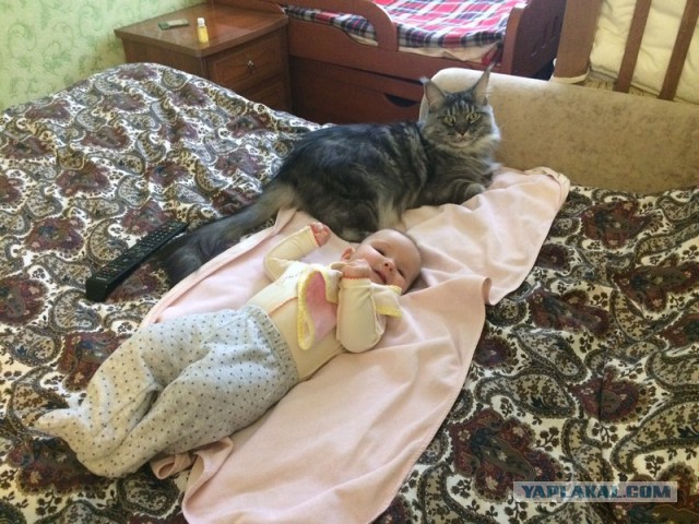 Котовторник 23.12.2014