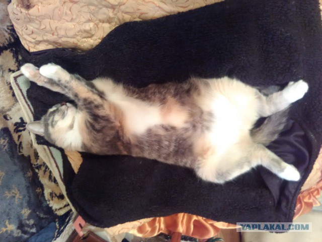 Котовторник