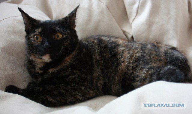 Котовторник.