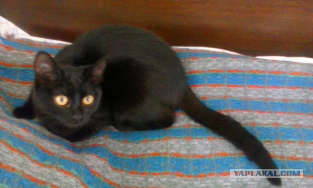 Котовторник