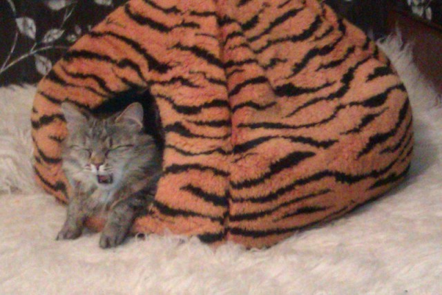 Котовторник 31.03.2015