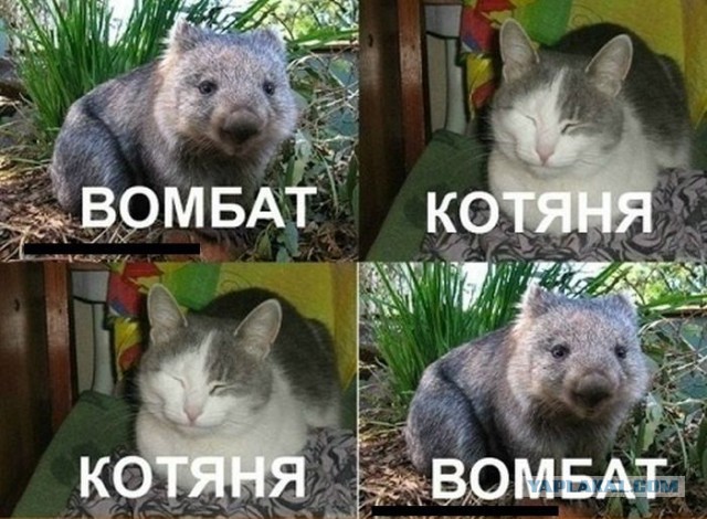 Нападение вомбата (+21)