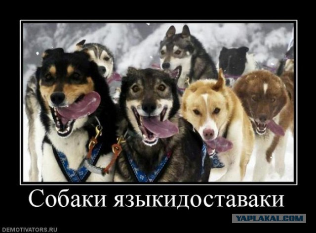 Немного братьев наших меньших! ЧЕТВЕРГ