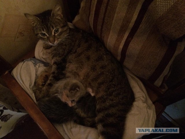 Знакомьтесь, Меркурий