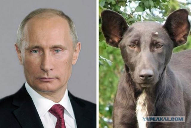 Шоу двойников